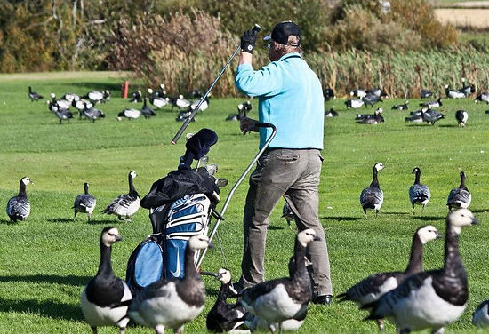 Denver Colorado goose control with The Goosinator