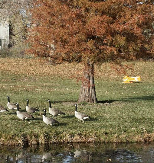 The Goosinator keeping grass clean