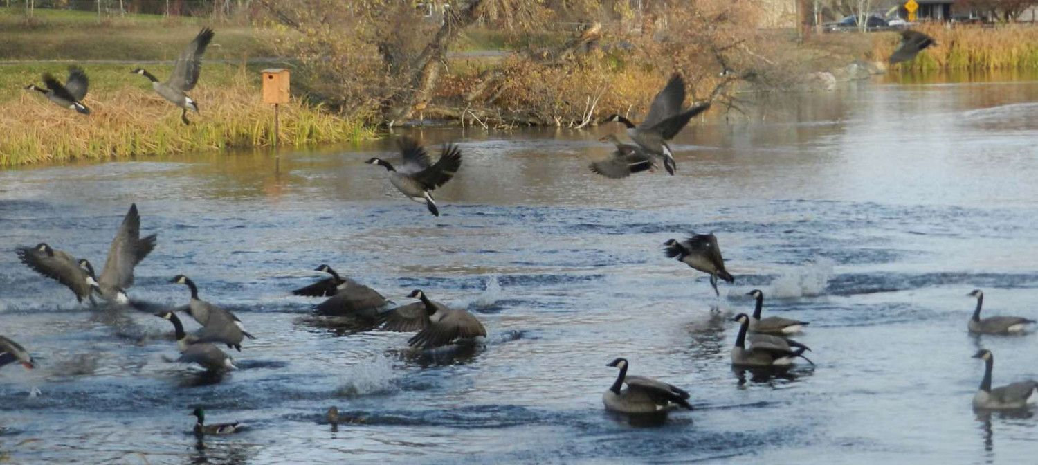 Geese taking off from the water after The Goosinator passes