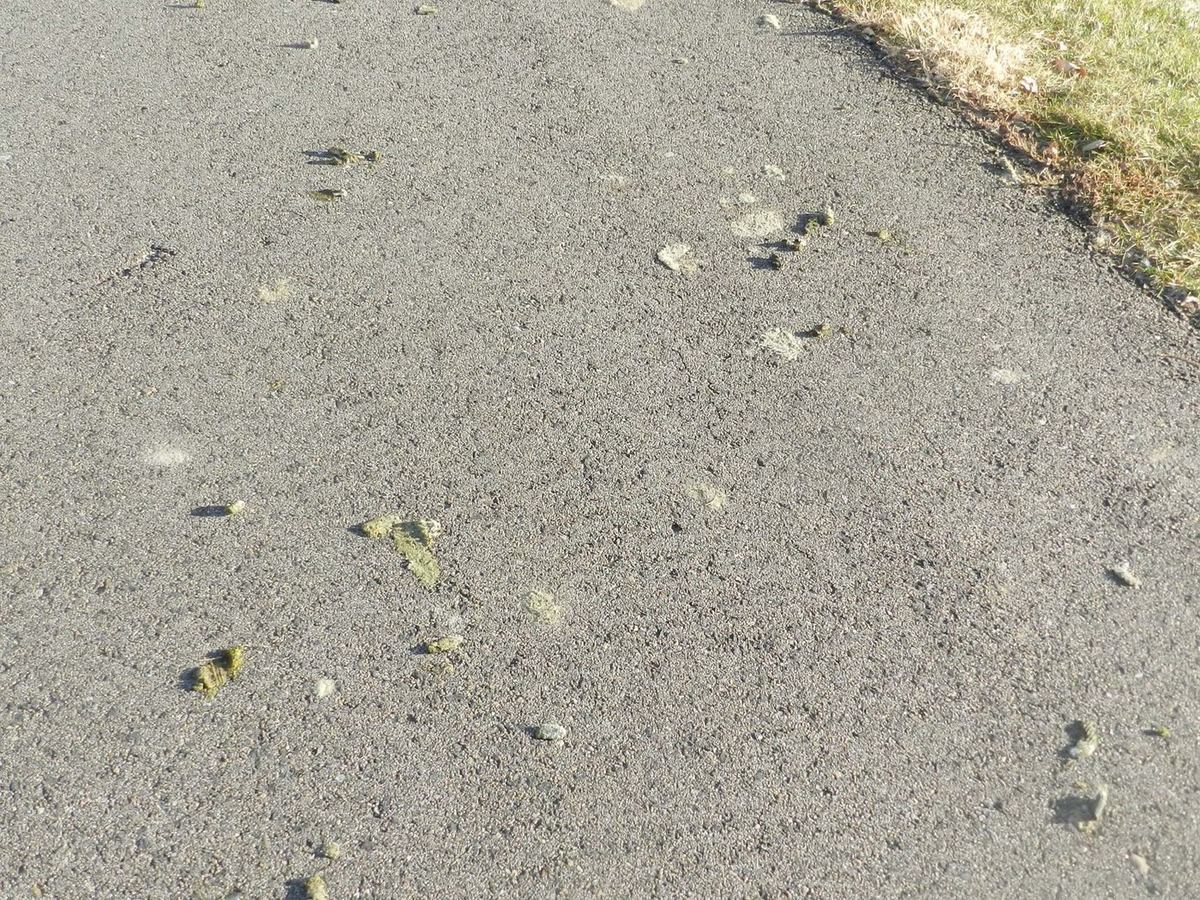 Goose droppings covering a paved path