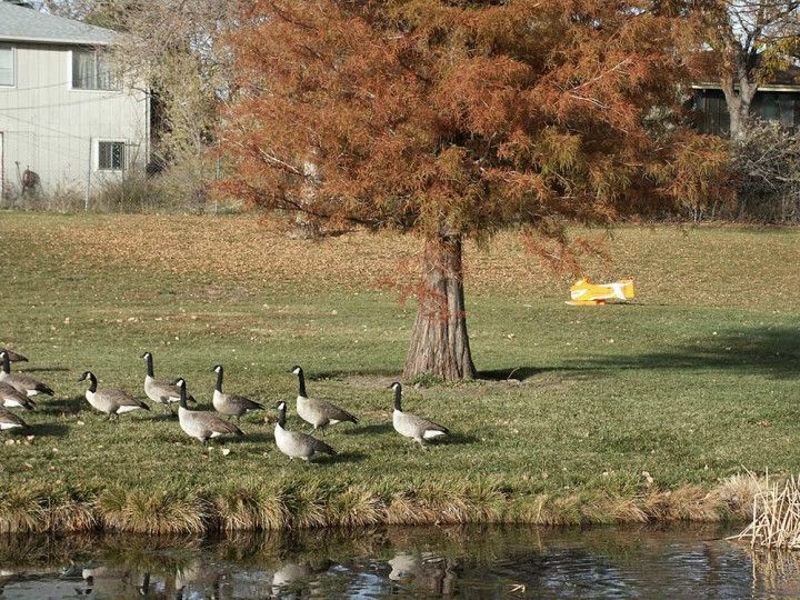Canada geese lined up along a pond bank