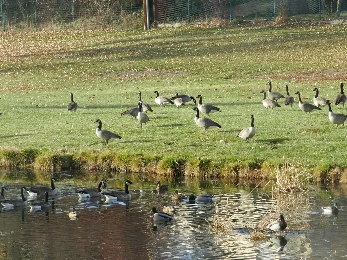 Canada geese on the grass beside a pond
