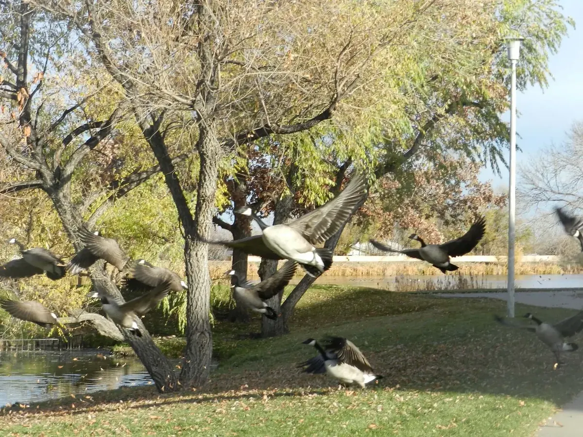 Canada geese taking flight off a lawn
