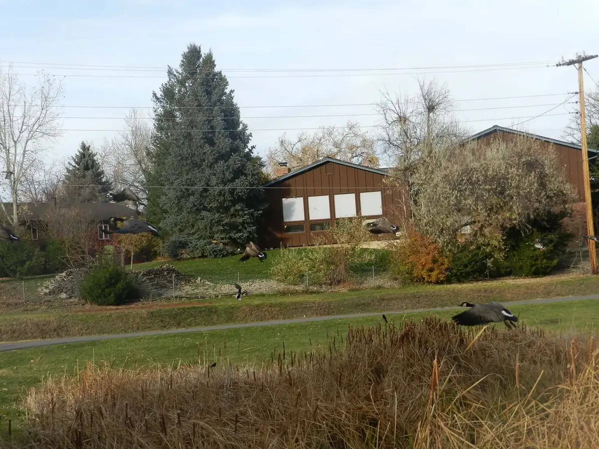 A clear, goose-free lawn after treatment