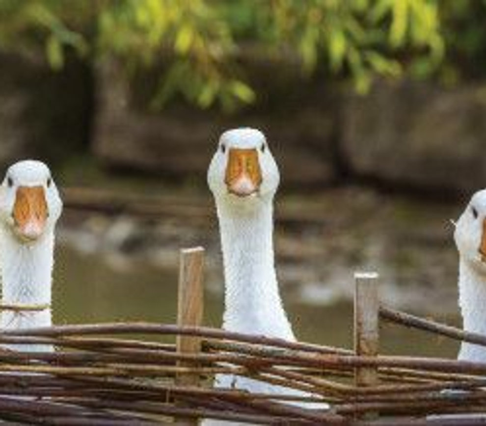 Geese looking over a woven fence